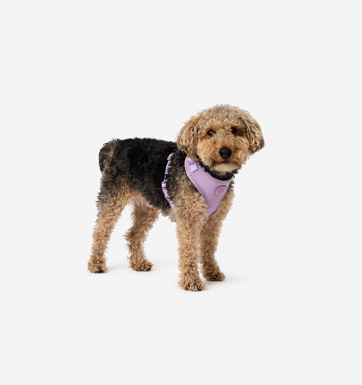 MISTER WOOF Purple Dog Harness Pet Harness Dog Products Australia Mister Woof